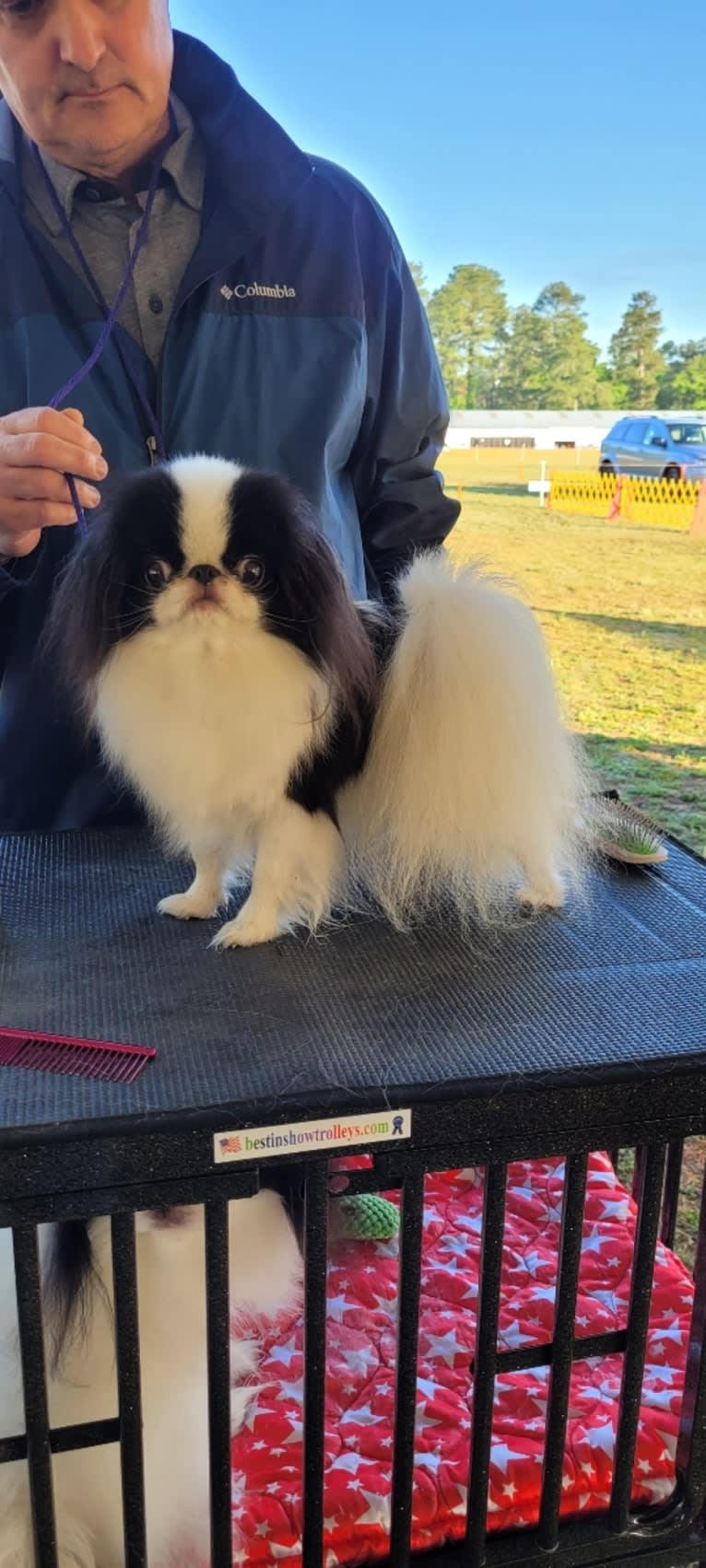 Ritzy, a Japanese Chin tested with EmbarkVet.com