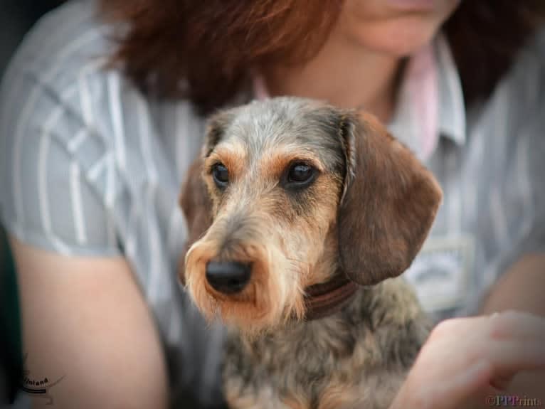 Odin, a Dachshund tested with EmbarkVet.com
