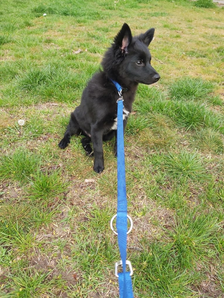 Füge, a Border Collie and Pomeranian mix tested with EmbarkVet.com