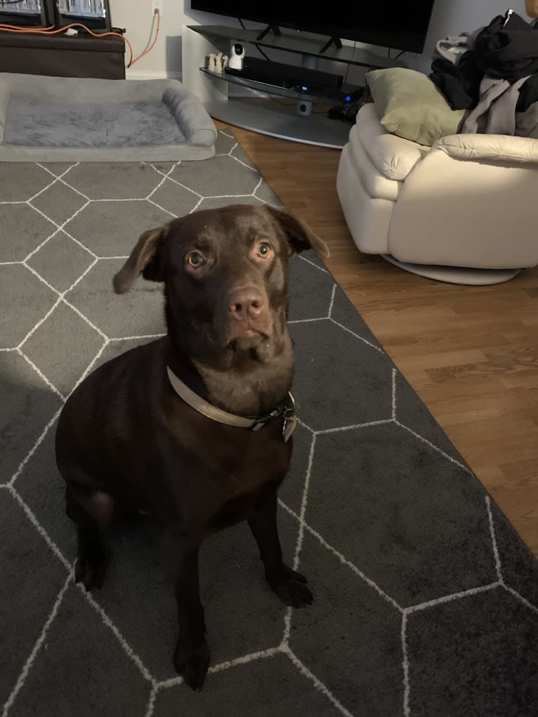 Eddie, a Labrador Retriever and Australian Shepherd mix tested with EmbarkVet.com