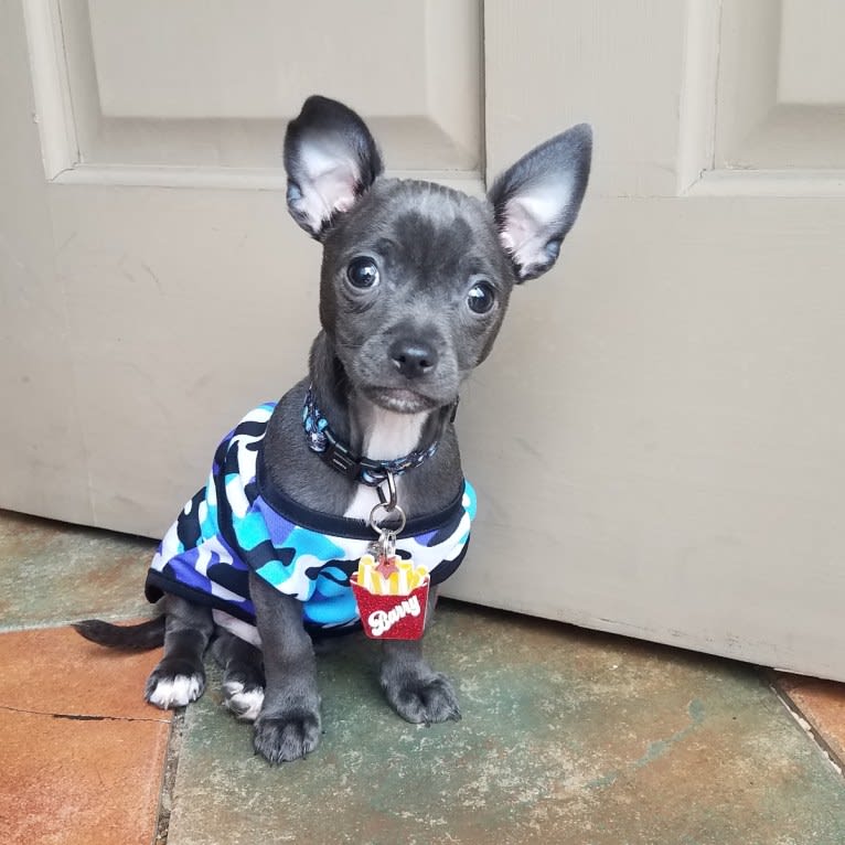 Barry, a Chihuahua and Poodle (Small) mix tested with EmbarkVet.com