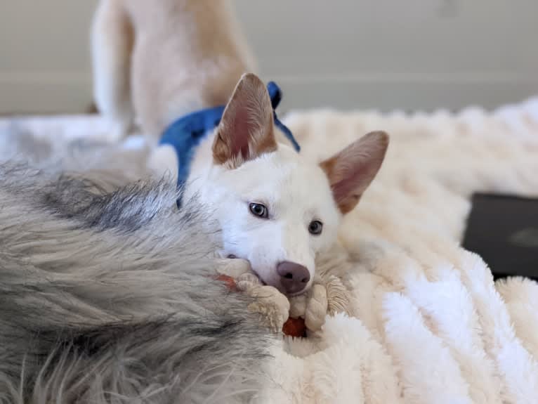 Summit, a Siberian Husky and American Pit Bull Terrier mix tested with EmbarkVet.com