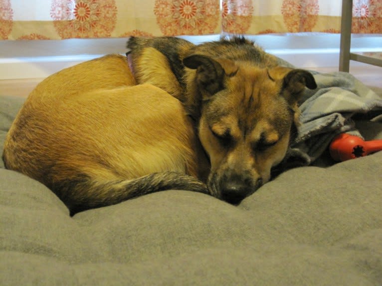 Sadie, a Rottweiler and American Eskimo Dog mix tested with EmbarkVet.com