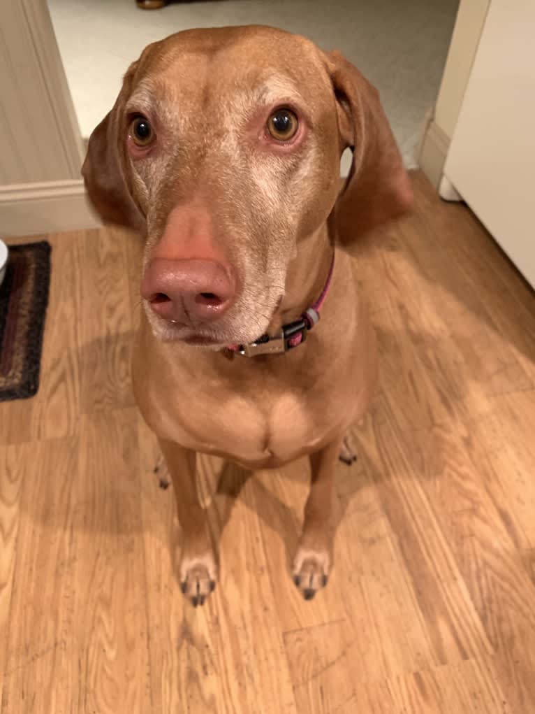 Vada, a Vizsla tested with EmbarkVet.com