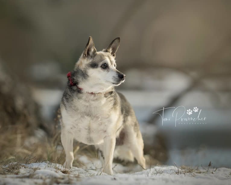 Midge, a Chihuahua and Australian Shepherd mix tested with EmbarkVet.com