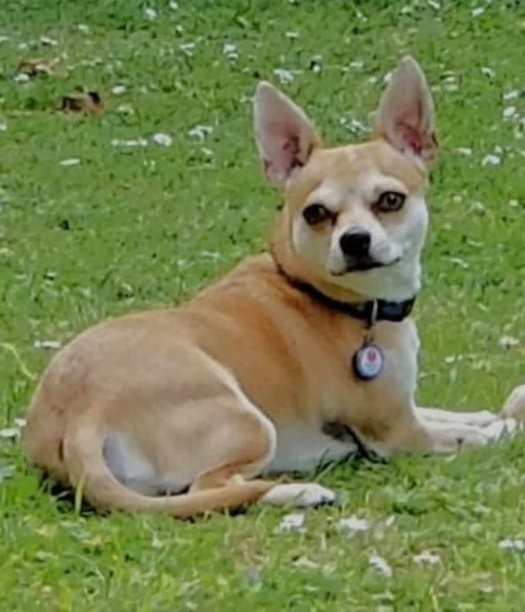 JOE, a Chihuahua and Yorkshire Terrier mix tested with EmbarkVet.com
