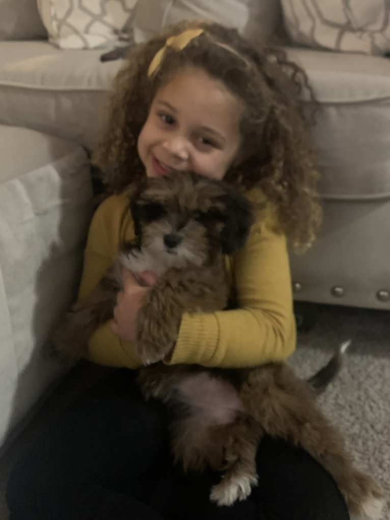 Bella, a Lhasa Apso and Poodle (Small) mix tested with EmbarkVet.com