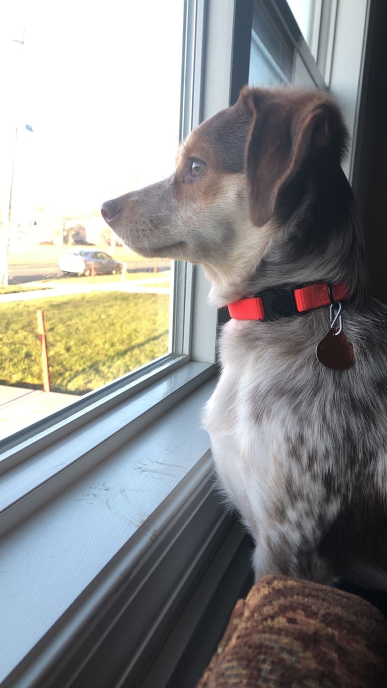 Lucy, a Beagle and Cocker Spaniel mix tested with EmbarkVet.com