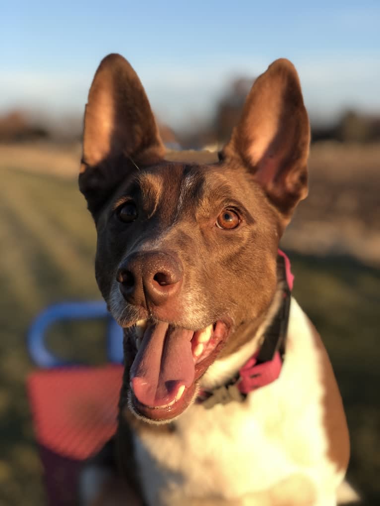 Gemini, a Border Collie and Australian Shepherd mix tested with EmbarkVet.com