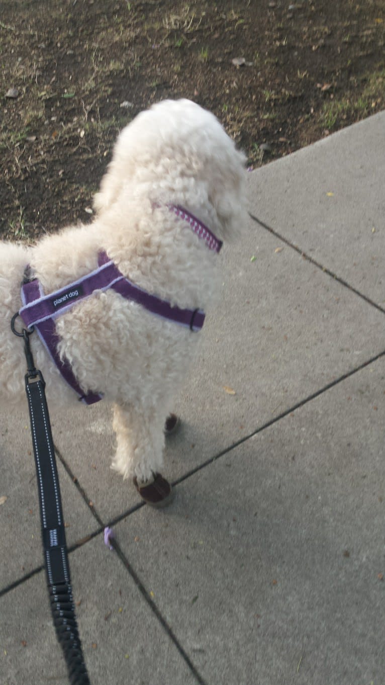 Ginger, a Goldendoodle tested with EmbarkVet.com