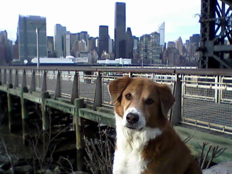 Bentley, a Chow Chow and Labrador Retriever mix tested with EmbarkVet.com