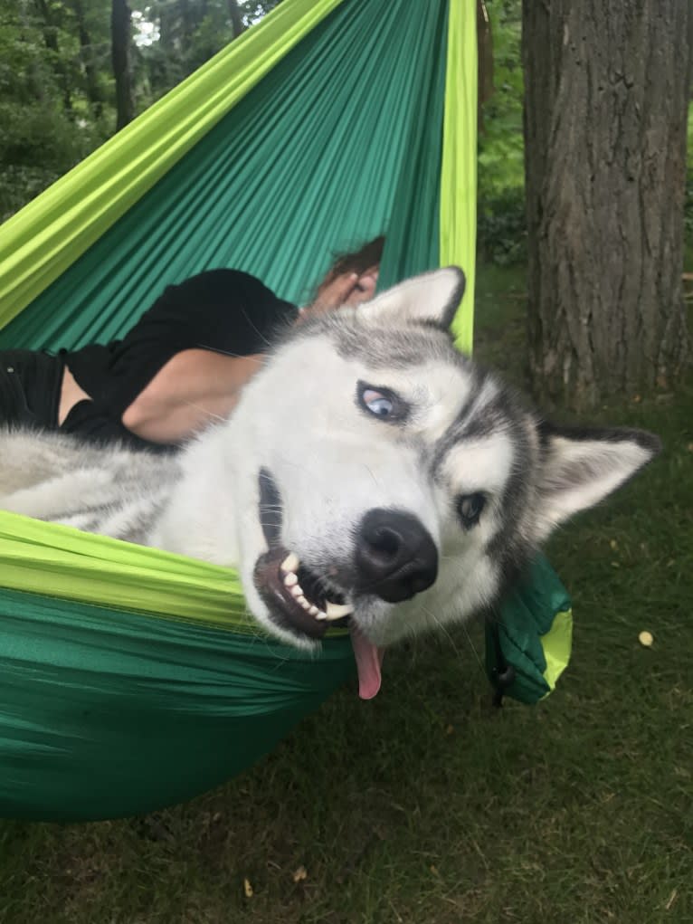 Loki, a Siberian Husky tested with EmbarkVet.com