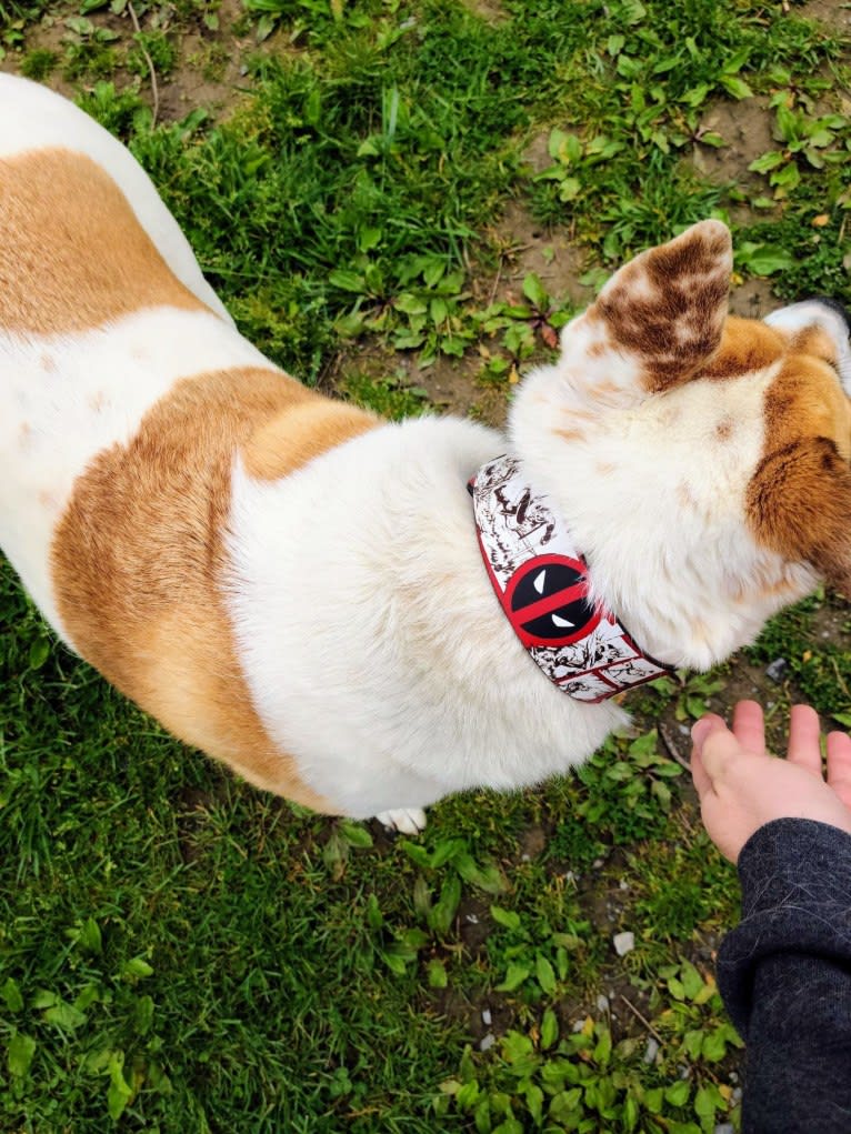 Akatsuki, an Alaskan Malamute and American Pit Bull Terrier mix tested with EmbarkVet.com