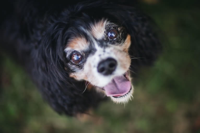 Barkley Valentine, a Cavalier King Charles Spaniel tested with EmbarkVet.com