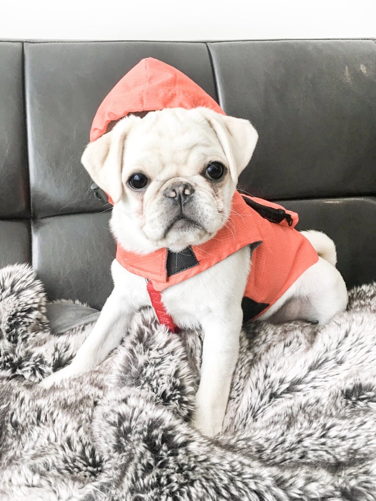 Po, a Pug tested with EmbarkVet.com