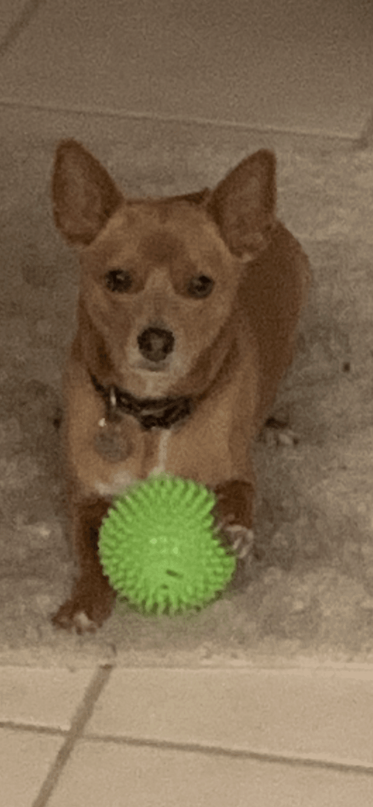 Westin, a Chihuahua and Rat Terrier mix tested with EmbarkVet.com