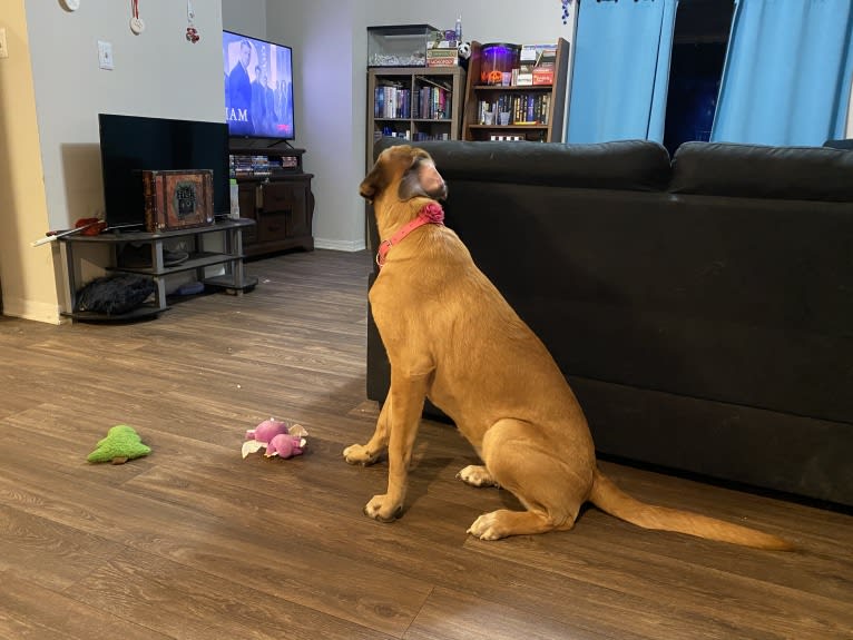 Zoey, a Saint Bernard and Mastiff mix tested with EmbarkVet.com