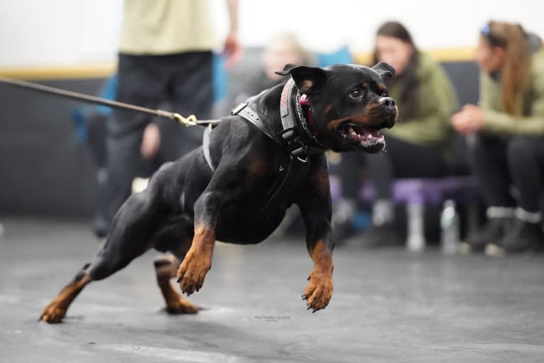 Kratos Raiju, a Rottweiler tested with EmbarkVet.com