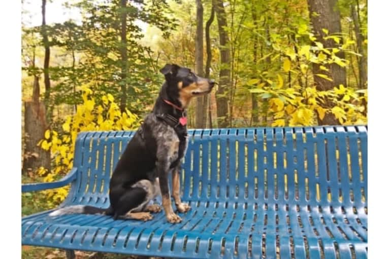 Ranger, an Australian Cattle Dog and American English Coonhound mix tested with EmbarkVet.com