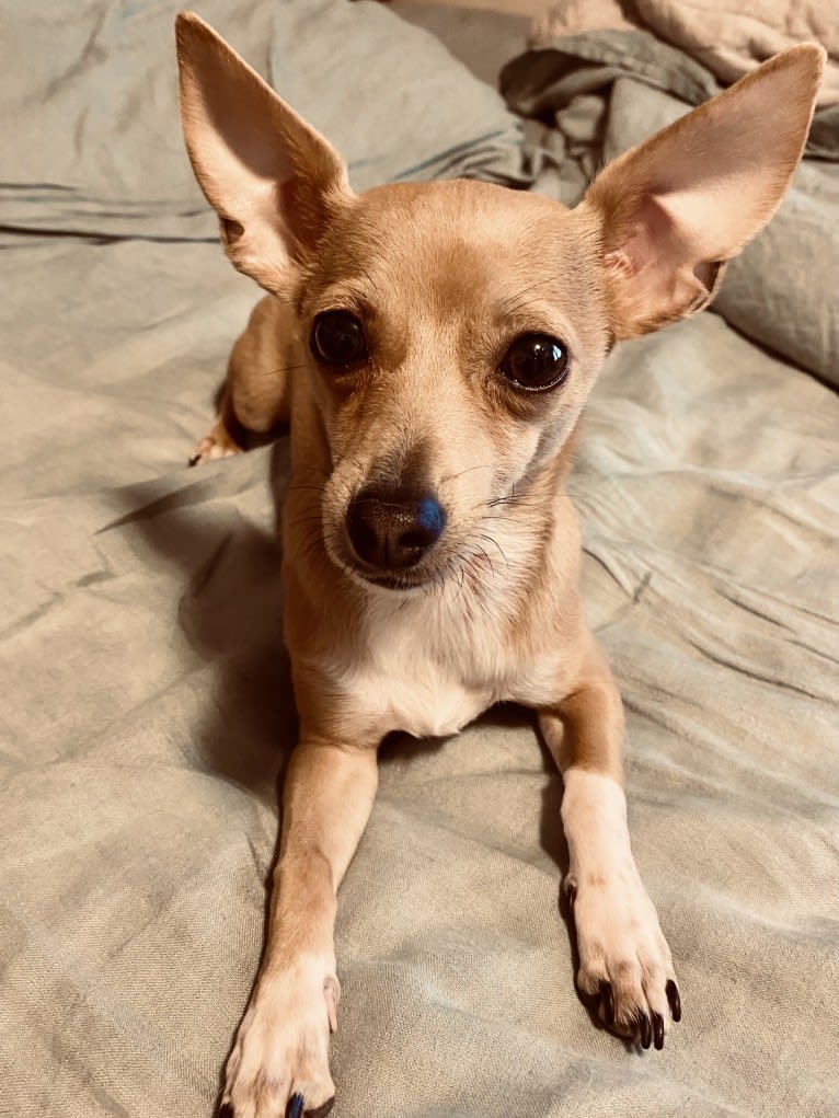 Oliver, a Chihuahua and Poodle (Small) mix tested with EmbarkVet.com