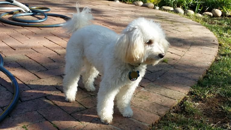 Ducky, a Poodle (Small) tested with EmbarkVet.com