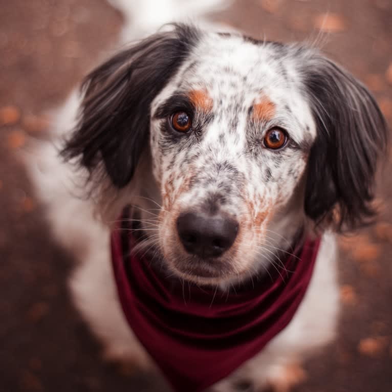 Pixel Terrence McFlurry, an English Cocker Spaniel and Australian Cattle Dog mix tested with EmbarkVet.com