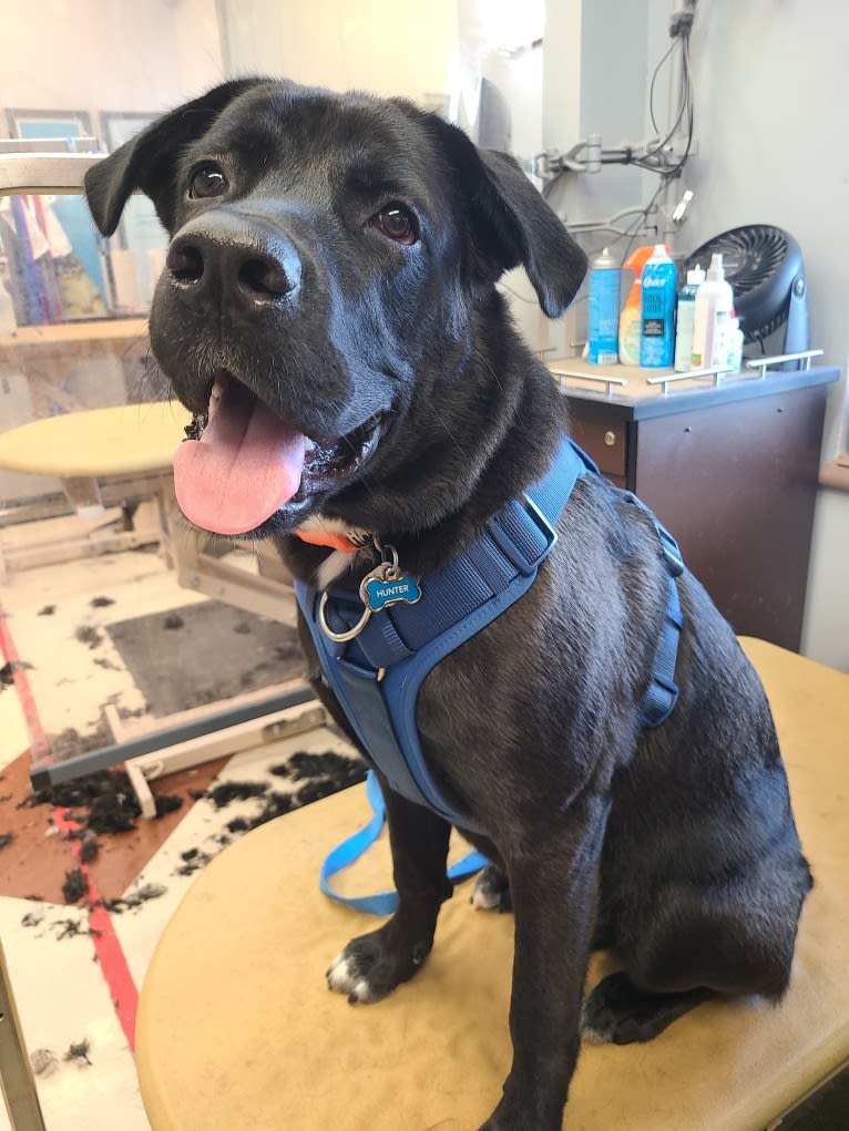 Hunter, a Labrador Retriever and American Bulldog mix tested with EmbarkVet.com