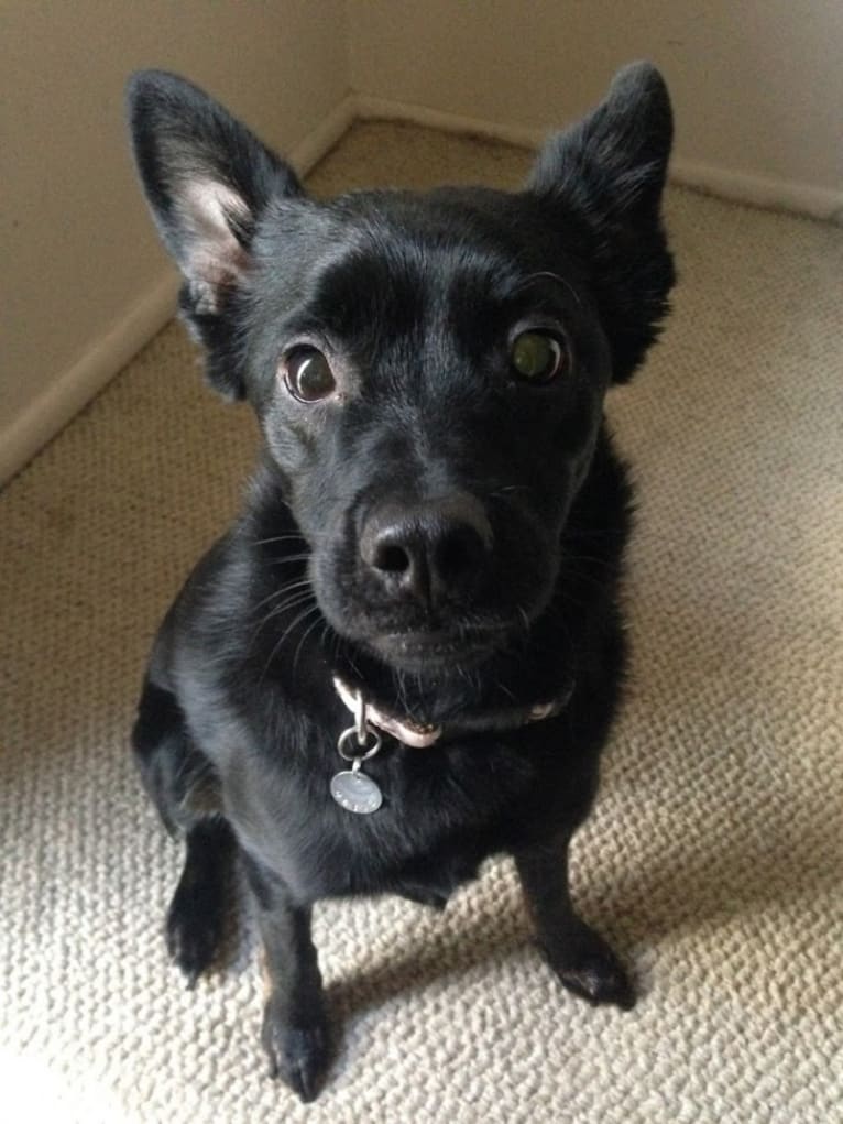 Olive, a Pomeranian and Australian Cattle Dog mix tested with EmbarkVet.com