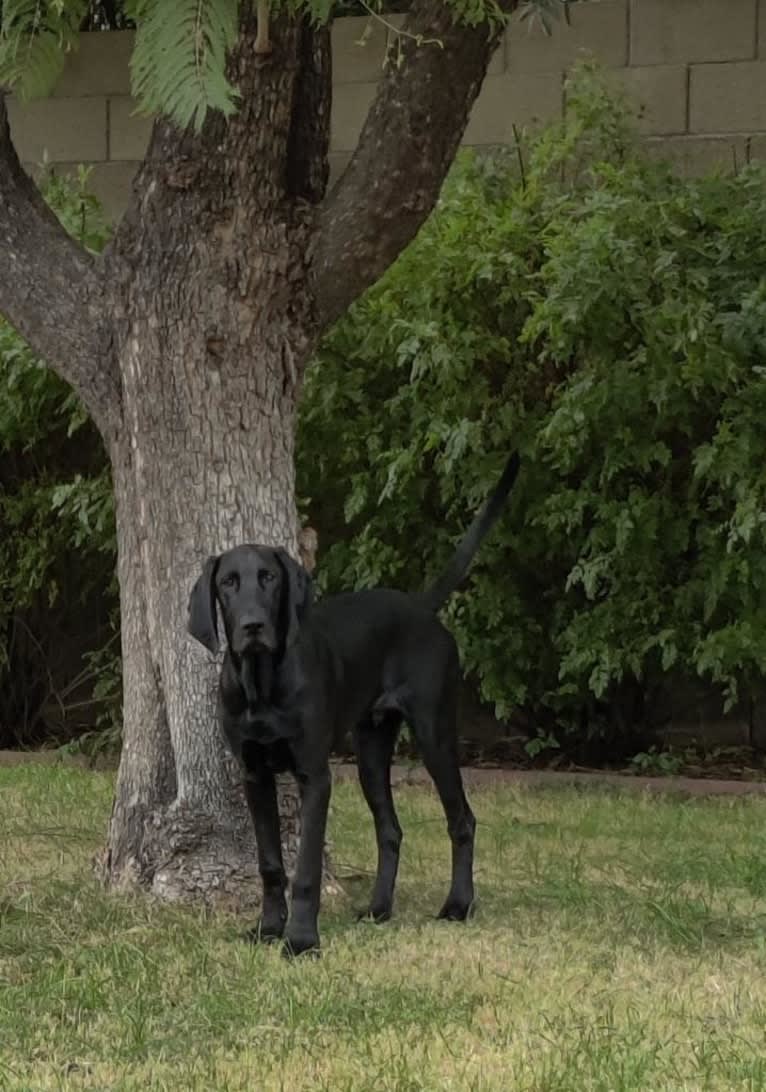 Benny, a Bloodhound and Great Dane mix tested with EmbarkVet.com