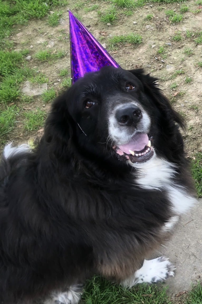 Molly, a Great Pyrenees and Labrador Retriever mix tested with EmbarkVet.com