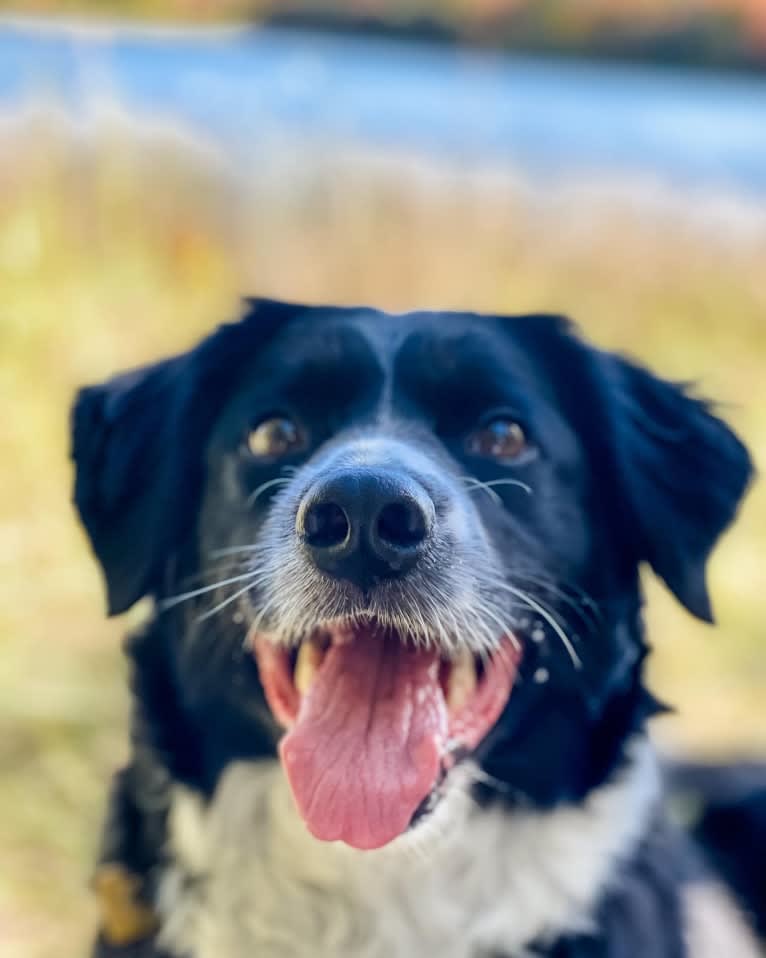 Mhysa, a Border Collie and Australian Shepherd mix tested with EmbarkVet.com