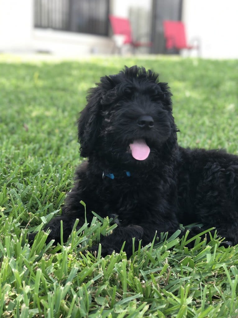 Leopold, a Newfypoo tested with EmbarkVet.com