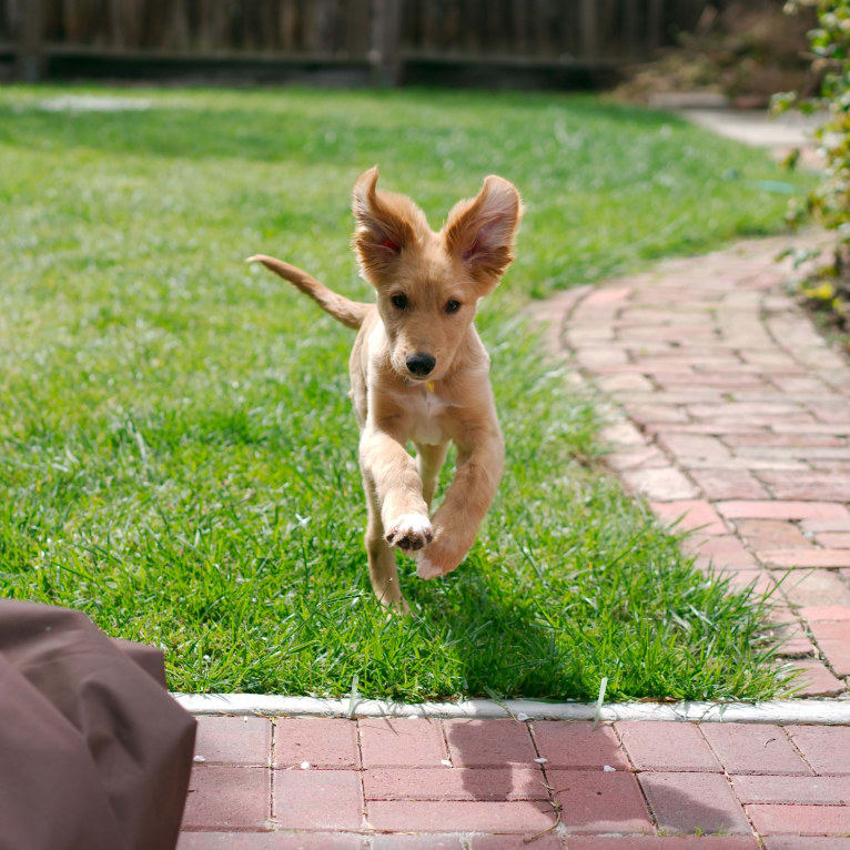 Noodle, a German Shepherd Dog and Doberman Pinscher mix tested with EmbarkVet.com