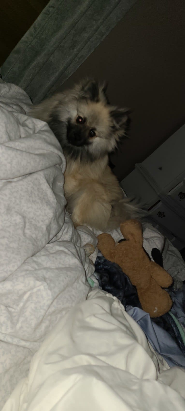 Yogi, a Pomeranian tested with EmbarkVet.com