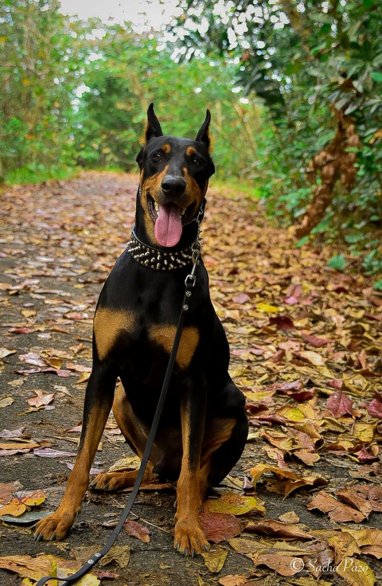 Castiel, a Doberman Pinscher and Rottweiler mix tested with EmbarkVet.com