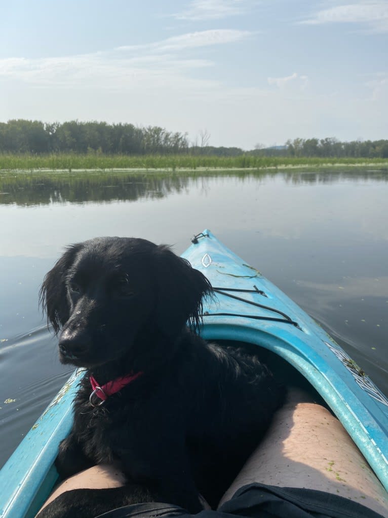 Maya, a Boykin Spaniel and Labrador Retriever mix tested with EmbarkVet.com