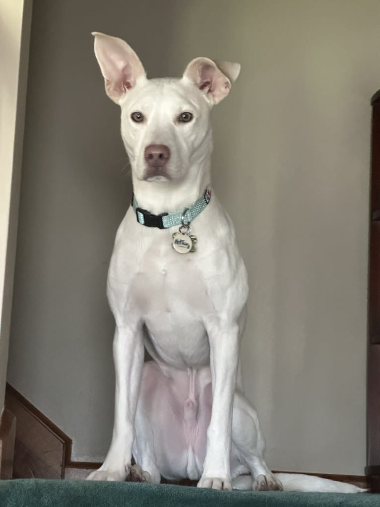 Ham, an American Bully and Dalmatian mix tested with EmbarkVet.com