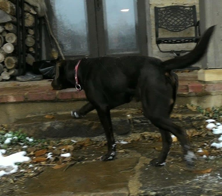 Jimmy, a Labrador Retriever and Collie mix tested with EmbarkVet.com