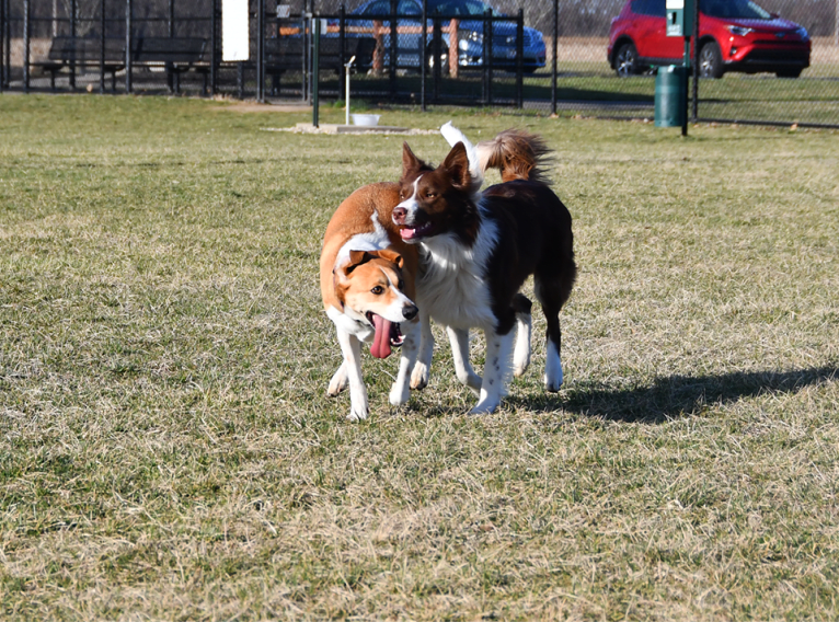 Mollie, a Treeing Walker Coonhound and Beagle mix tested with EmbarkVet.com