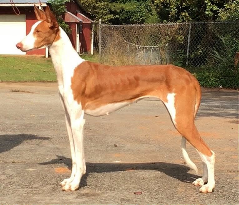 Evie, an Ibizan Hound tested with EmbarkVet.com