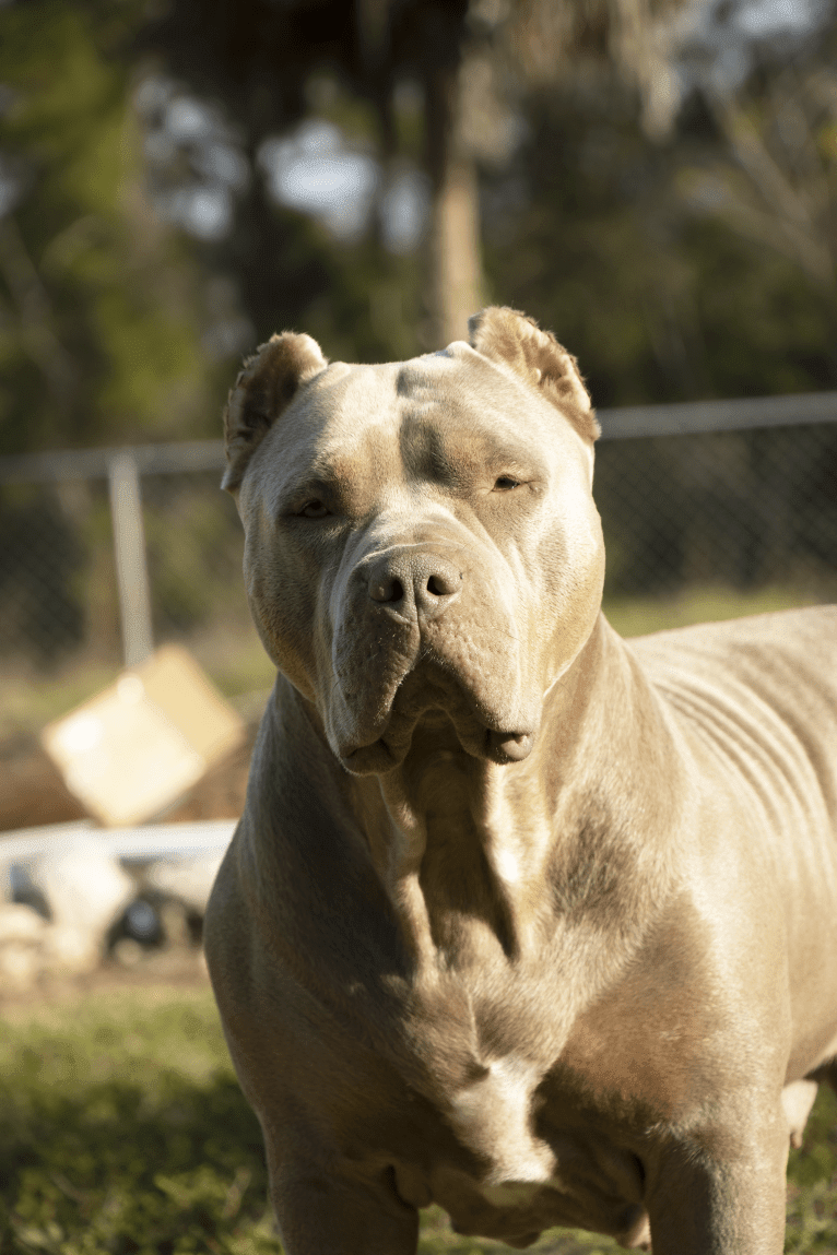 Merc, an American Bully tested with EmbarkVet.com