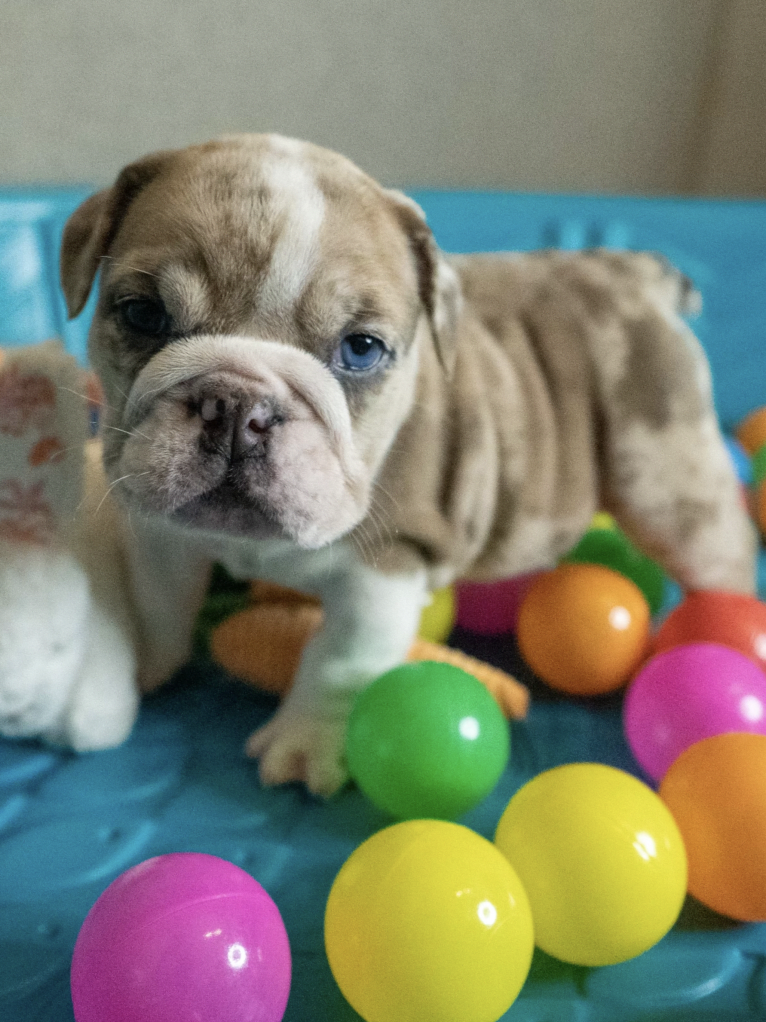 Luna blue, a Bulldog tested with EmbarkVet.com