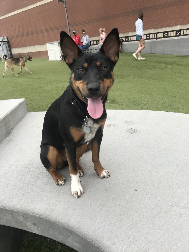 Charlie Grace, an Australian Cattle Dog and Golden Retriever mix tested with EmbarkVet.com