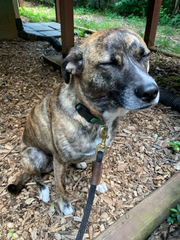 Luka, a Staffordshire Terrier and German Shepherd Dog mix tested with EmbarkVet.com