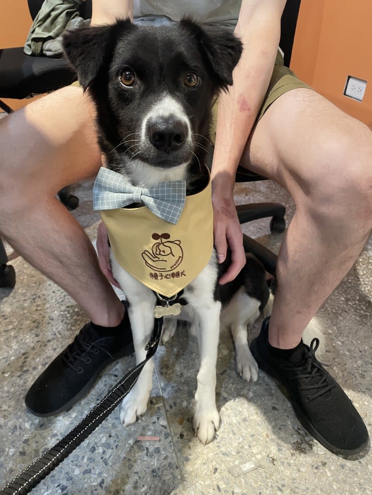 Han, a Formosan Mountain Dog tested with EmbarkVet.com