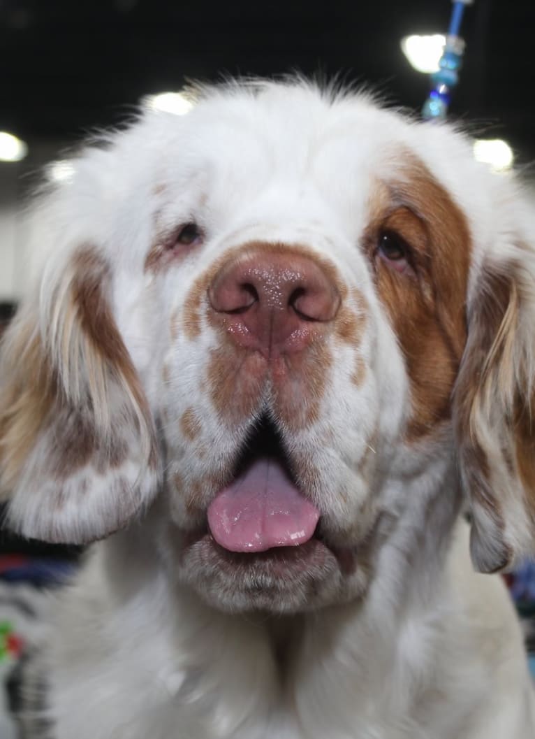 Cruise, a Clumber Spaniel tested with EmbarkVet.com