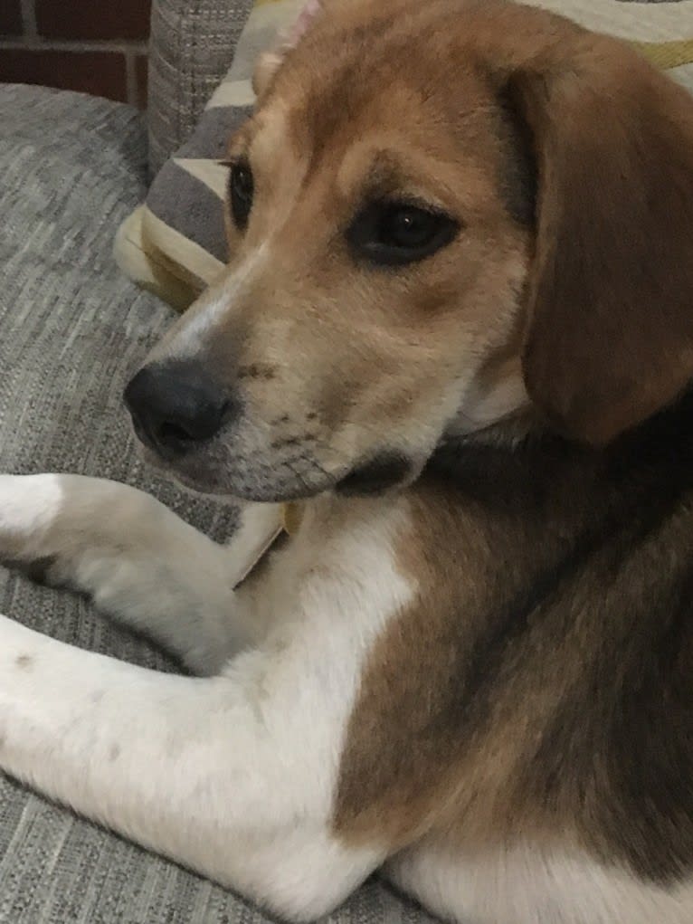 Charlee, a Beagle and American Pit Bull Terrier mix tested with EmbarkVet.com