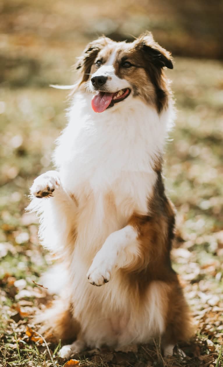 Sienna Rose, an Australian Shepherd and Collie mix tested with EmbarkVet.com