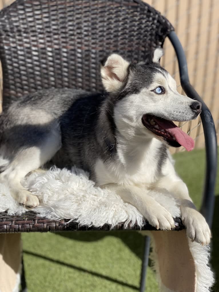 Precious Yordy, a Siberian Husky and Pomeranian mix tested with EmbarkVet.com