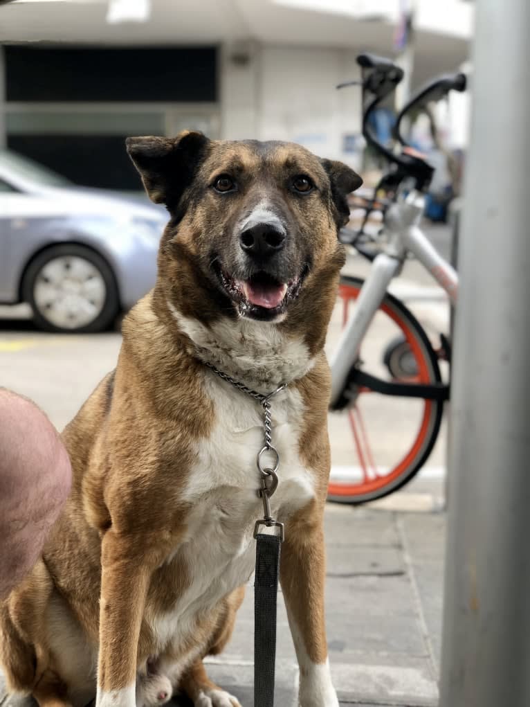 Buzz, an Arabian Village Dog tested with EmbarkVet.com